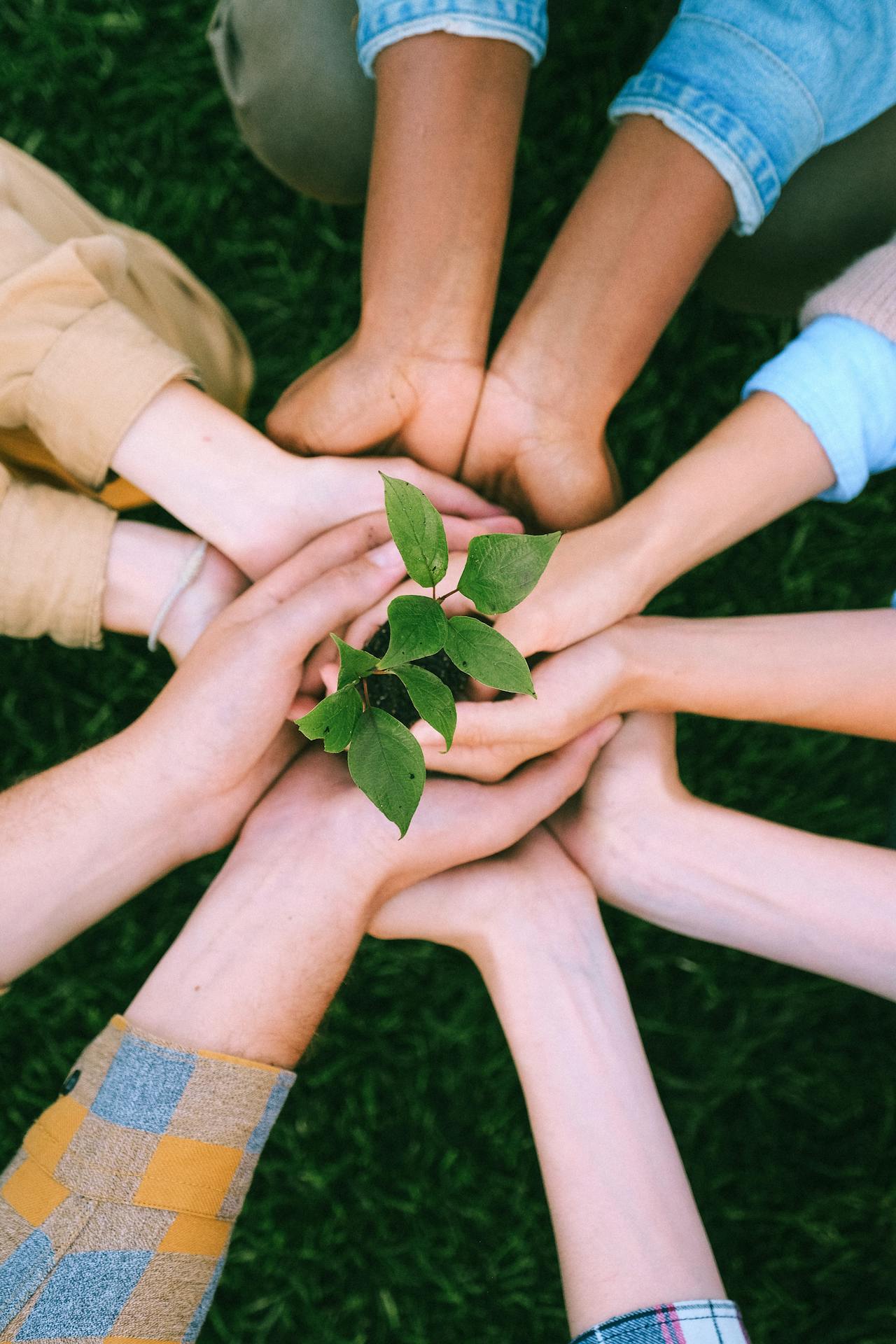 Initiative tree planting